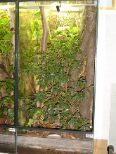 Terrarium