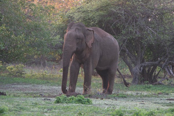 Sri Lanka