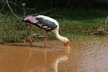 Sri Lanka