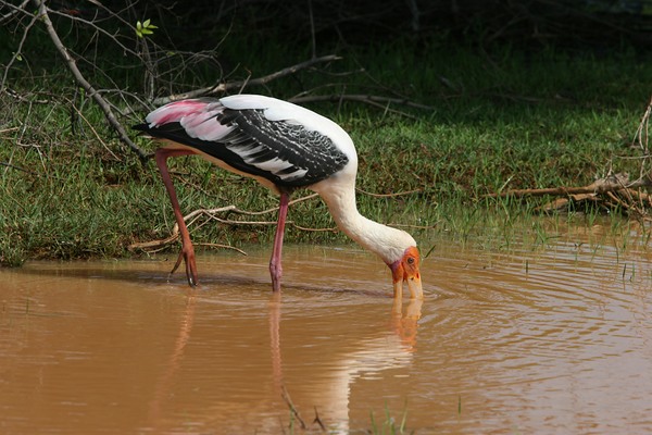 Sri Lanka