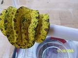 GTP 1