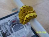 GTP 2