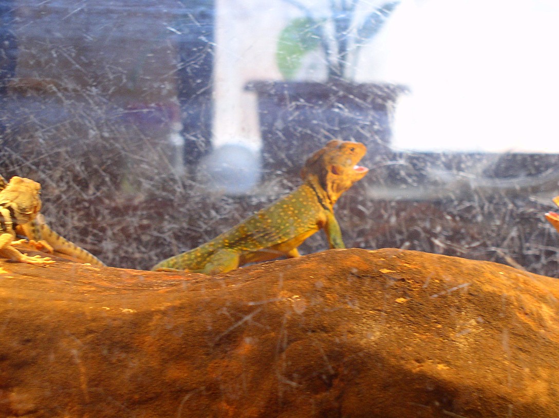 natural male aquaflame