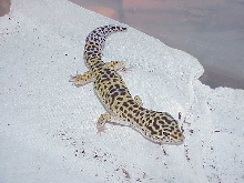 High Yellow Male