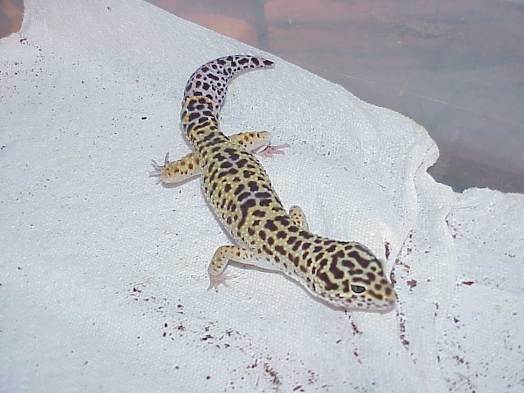 High Yellow Male