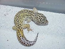 HQ Red Stripe Male