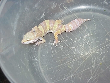 Rain Water Female Albino