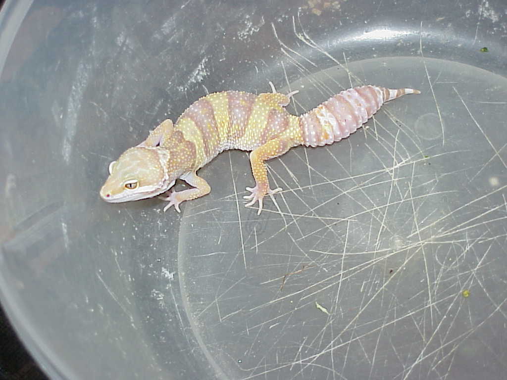Rain Water Female Albino
