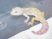 Rain Water Albino Male