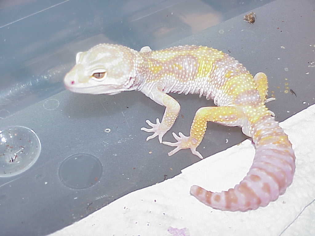 Rain Water Albino Male