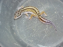 Red Stripe bold jungle female
