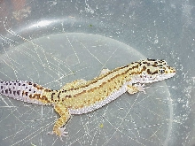 Female Red Stripe Bold Jungle