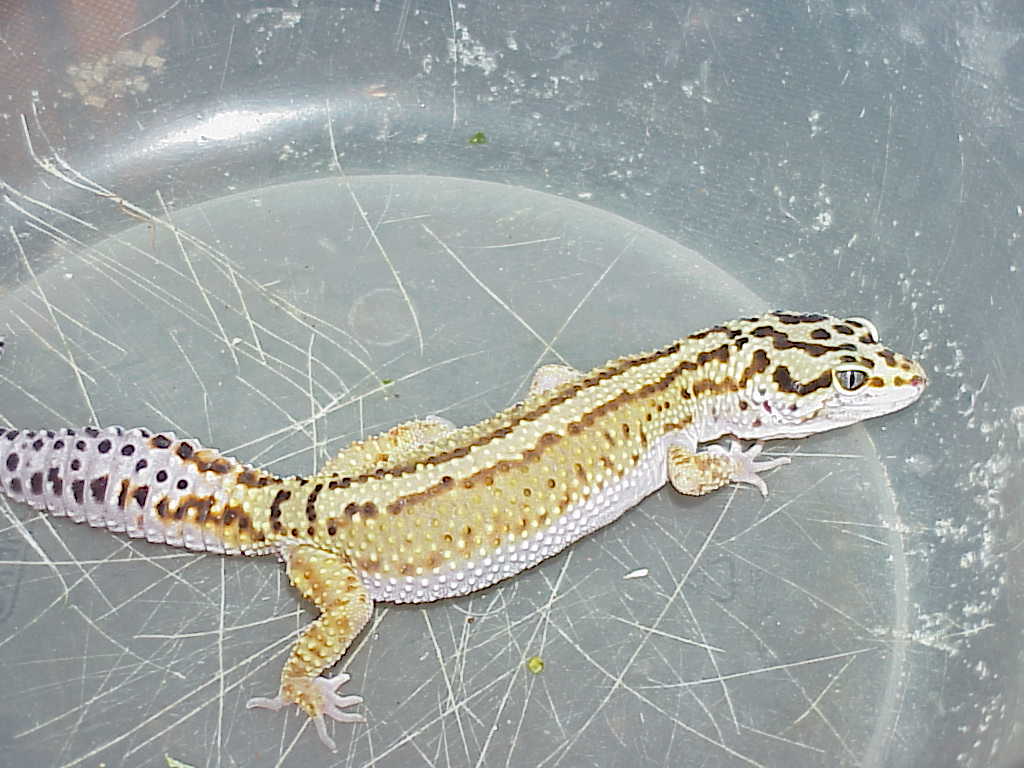 Female Red Stripe Bold Jungle