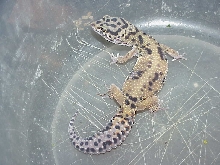 Red Stripe Outcross female