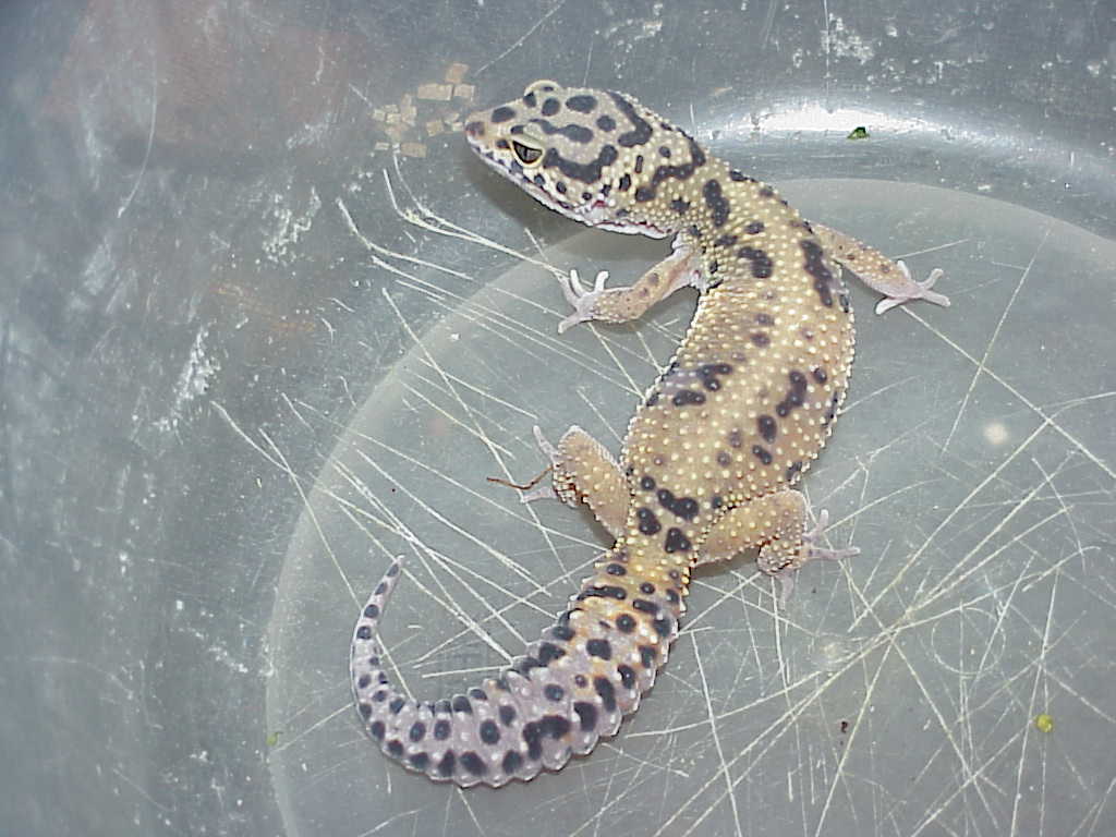 Red Stripe Outcross female