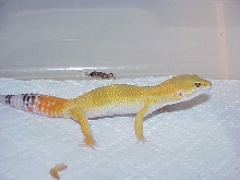 Super Hypo Tang Carrot Tail Baldy Male