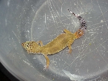 Super Hypo Female