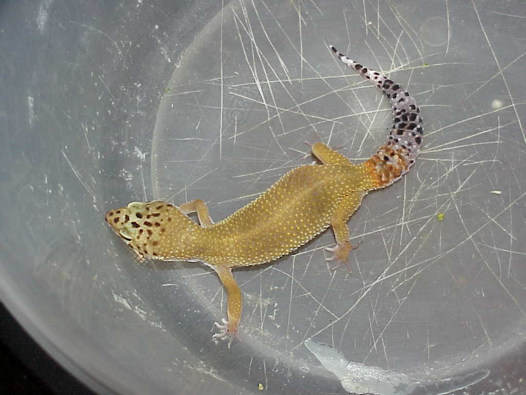 Super Hypo Female