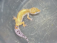 Super Hypo Tang female