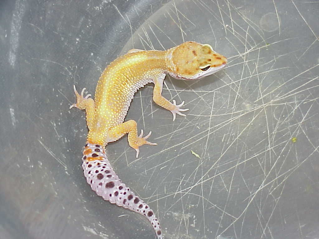 Super Hypo Tang female