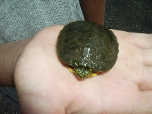 Baby Slider