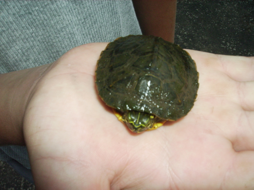 Baby Slider