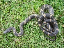 Black Rat
