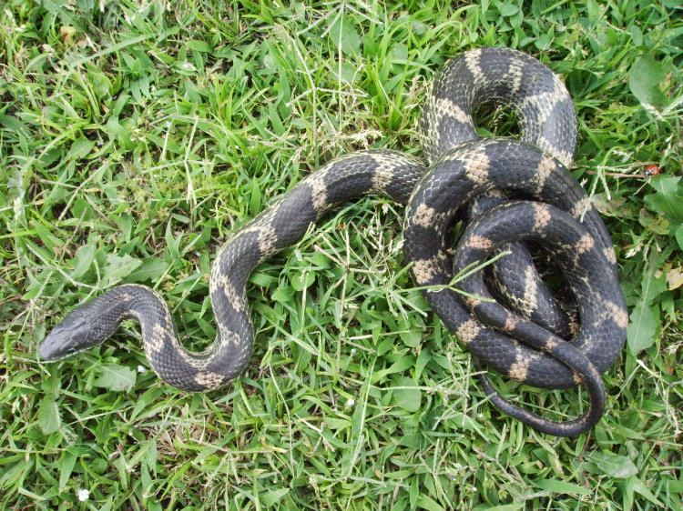 Black Rat