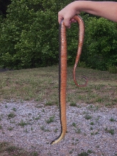 Copperbelly belly
