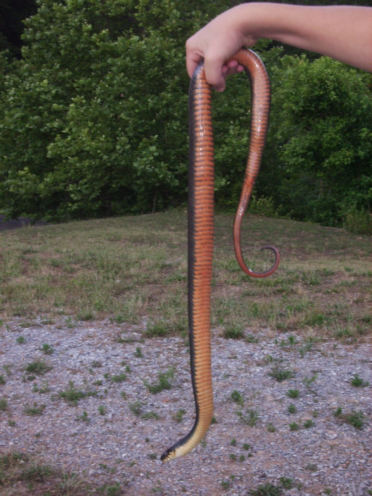 Copperbelly belly