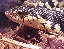 Giant Hognose