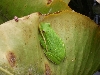 Green Tree Frog