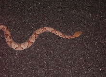 Copperhead