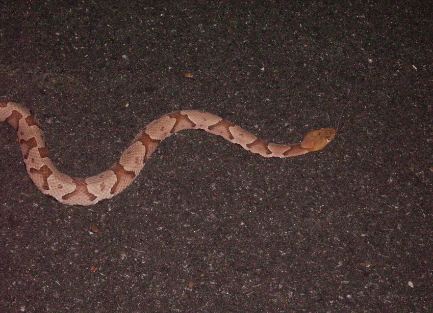 Copperhead