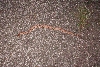 Copperhead 2