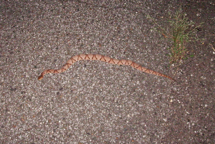 Copperhead 2