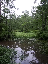 Murphy's Pond