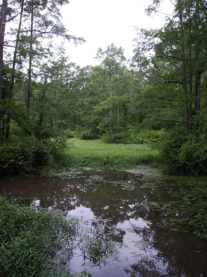 Murphy's Pond
