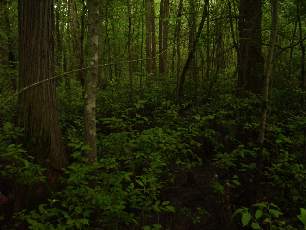 Murphy's Pond forest