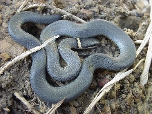 Ringneck