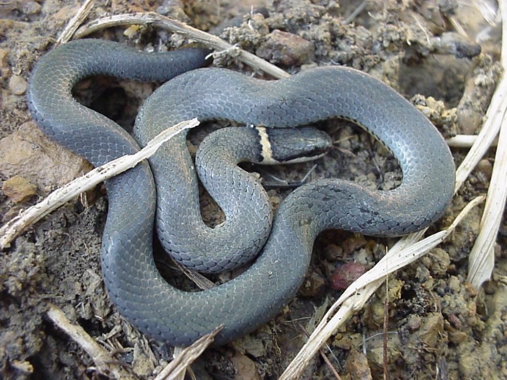 Ringneck