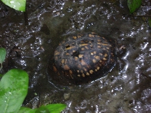 Box Turtle
