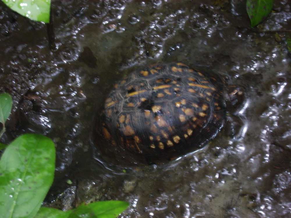 Box Turtle