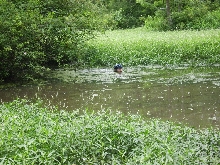Swamp swimming