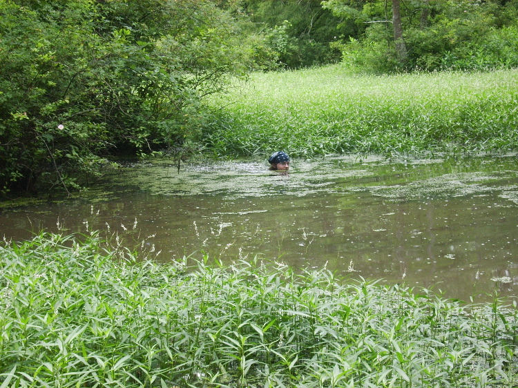 Swamp swimming