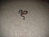Timber Rattlesnake 3