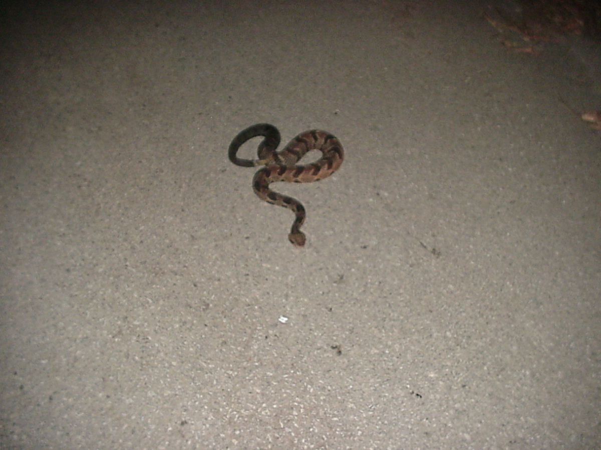 Timber Rattlesnake 3