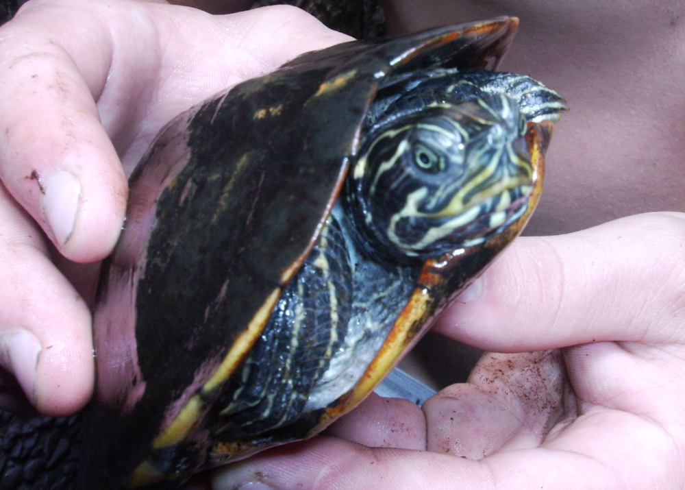 Turtle