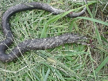 dead cowsucker