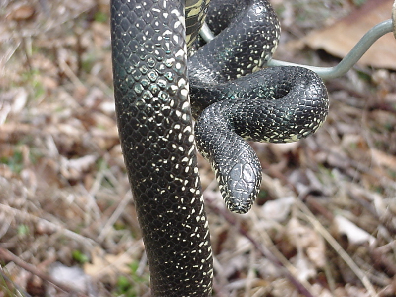 Red River Gorge Kingsnake